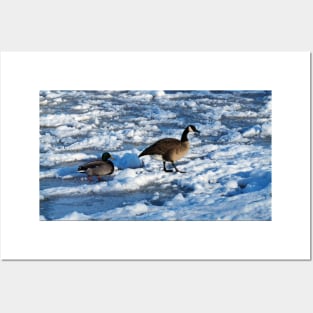 Mallard Duck and Canada Goose Going For A Walk In The Snow Posters and Art